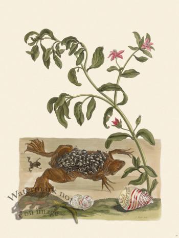 Merian Metamorphosis 59